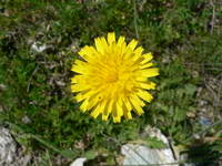 Blume;Türkei